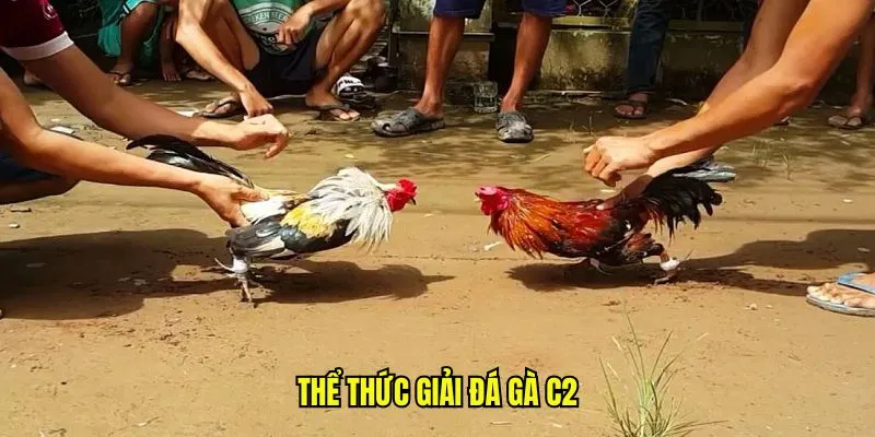 Thể thức giải đá gà C2